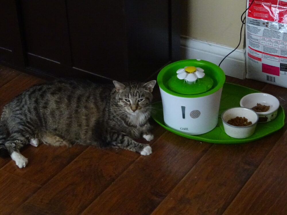 猫の糖尿病⑩】猫君が抜歯手術後ご飯たべない⇒「ケトアシドーシス」で 